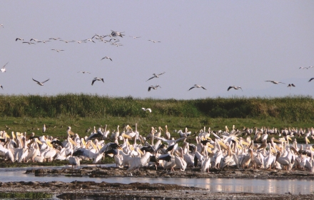 Sulle Orme degli Animali Serengeti -