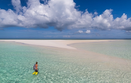 sfondo grande manta -