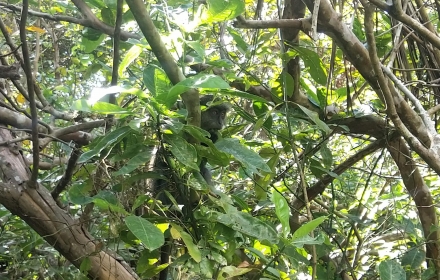 foresta di jozani zanzibarviaggi 2 -