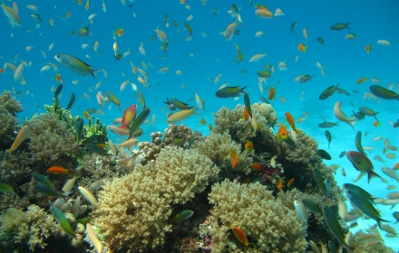 Diving Zanzibar home page -